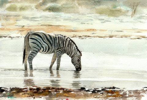 Zebra in Light By Jun-Pierre Shiozawa